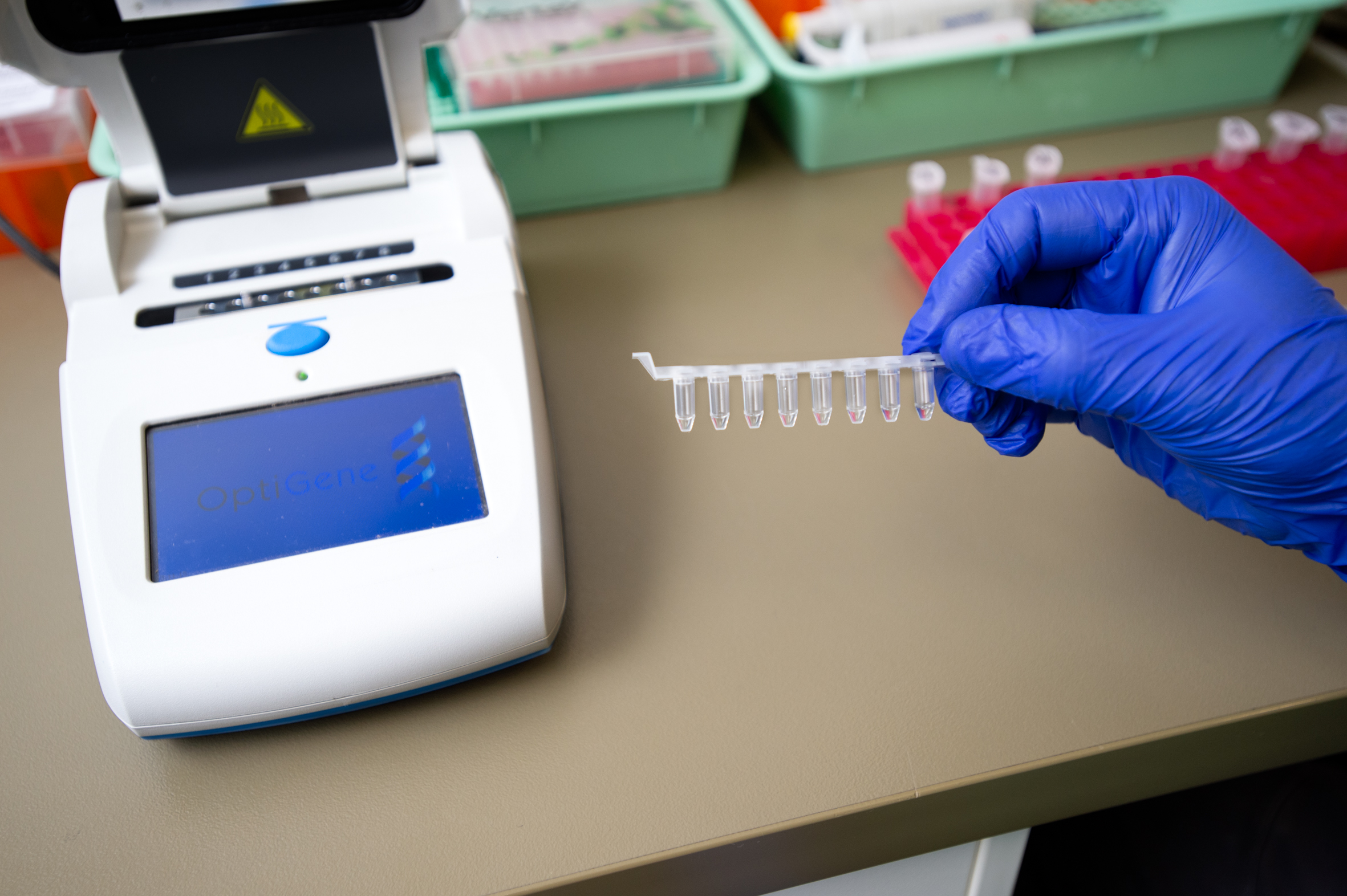 Researchers’ rapid koala chlamydia test rolled out Faculty of Science